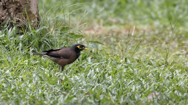 Seul Oiseau Myna Commun Debout Sur Herbe Kerala Inde — Photo
