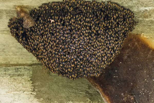 Wild bee nest and honeycomb hanging under bridge