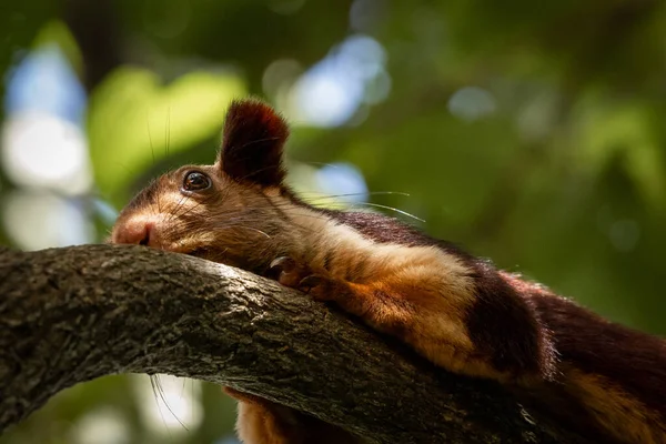 Unico Scoiattolo Gigante Indiano Ratufa Indica Adagiato Ramo — Foto Stock