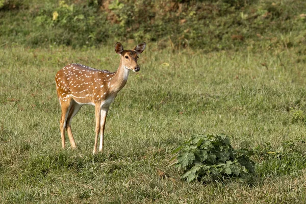 インド ケーララ州の牧草地に立つ野生の鹿 — ストック写真
