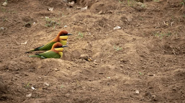 Paire Oiseaux Mangeurs Abeilles Tête Châtaignier Assis Sur Terre Kerala — Photo