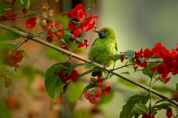 Golden Fronted Leaf Bird Perched Branch Red Flowers Kerala India — Stock Photo, Image