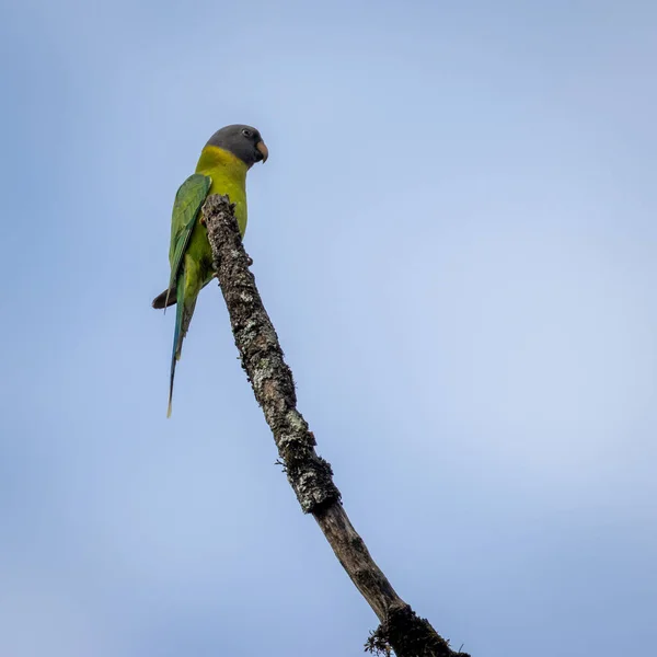 Solo Periquito Con Cabeza Ciruela Posado Rama Kerala India — Foto de Stock