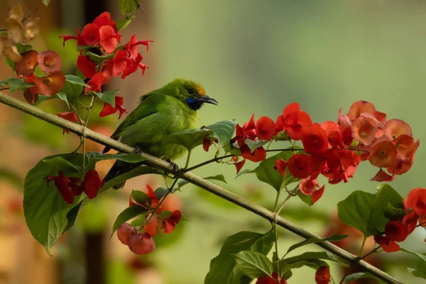 Golden Fronted Leaf Bird Perched Branch Red Flowers Kerala India — Stock Photo, Image