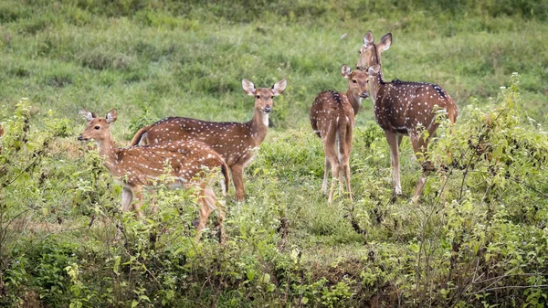 Group Wild Spotted Deer Standing Meadow Kerala India — Stock Photo, Image