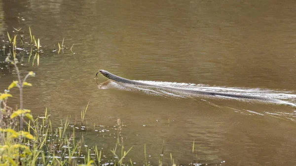 Jediný Divoký Krysí Had Plavající Vodě Wayanad Indie — Stock fotografie