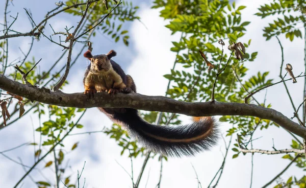 Unico Scoiattolo Gigante Indiano Ratufa Indica Adagiato Ramo — Foto Stock