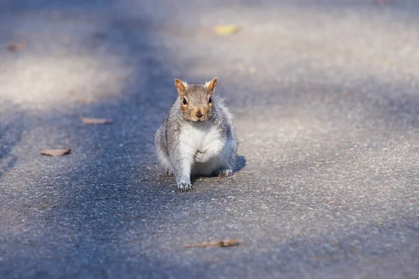 Ardilla gris posando, doblando una pata en un camino de asfalto en el parque —  Fotos de Stock