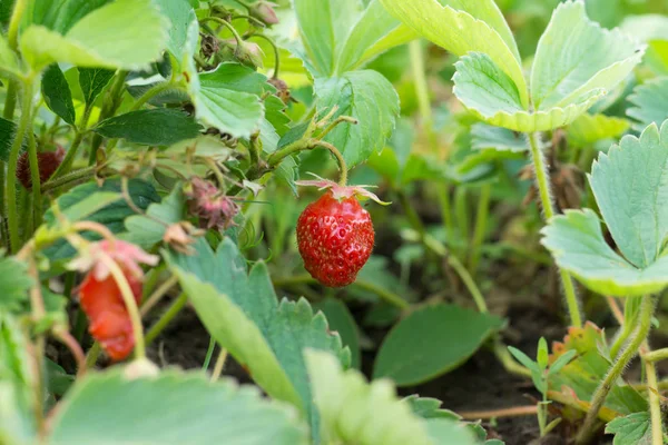 Gehavend door vogels natuurlijke verse rijpe groeiende bush van aardbeien Stockfoto