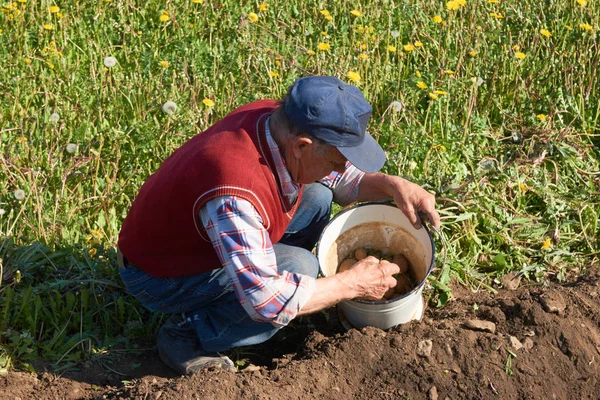 Oudere man neemt aardappelen uit een emmer voor het planten in een tuin bed — Stockfoto