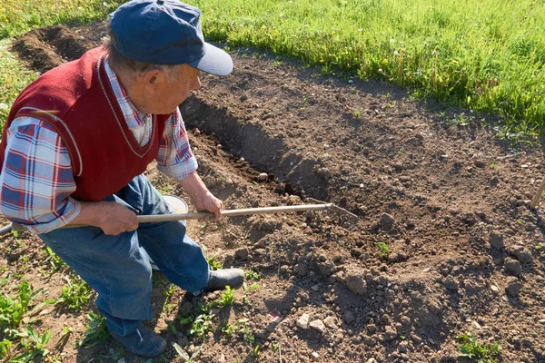 Пожилой человек хоронит молодую картошку в земле с грабли в саду — стоковое фото