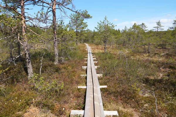 Bataklık doğal görünüm ortasında ahşap bir geçit