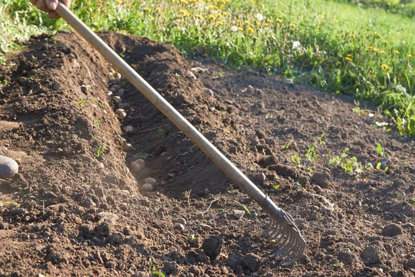 Weergave van het begraven van jonge aardappelen met de hand in de grond met een hark in tuin — Stockfoto