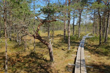 Bir yaz günü çam ormanlarında Estonya'da Viru Raba bataklık geçen kalasdar bir iz Hdr görüntü görünümü