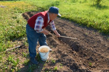 View of elderly man burying young potatoes with a rake into the ground in garden clipart