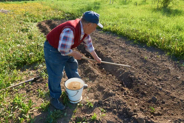 Vista del anciano enterrando papas jóvenes con un rastrillo en el suelo en el jardín —  Fotos de Stock