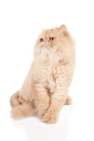 Couleur crème chat persan assis avec muselière effrayée — Photo
