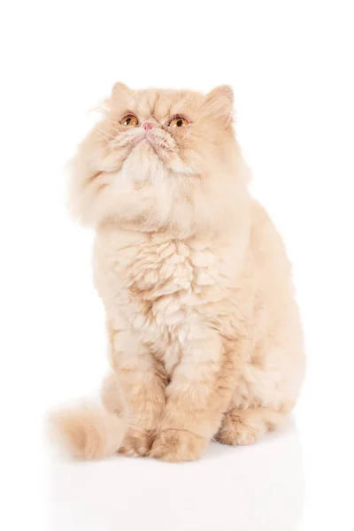 クリーム色ペルシャ猫に座って、見上げると何かを待っています。 — ストック写真