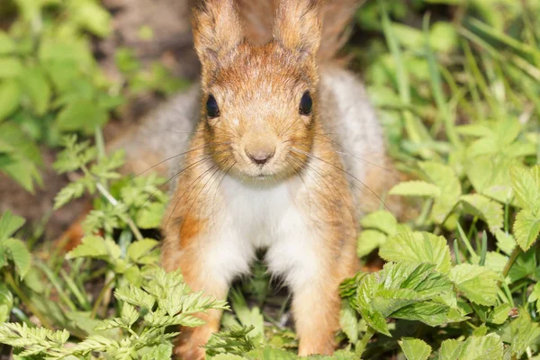 Portrait of cute red squirrel on the grass — Stock Photo, Image