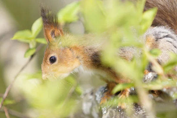 Nahaufnahme eines roten Eichhörnchens im Laub eines Baumes — Stockfoto