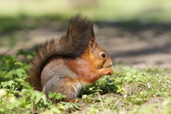 Pretty side view of red squirrel — Stock Photo, Image