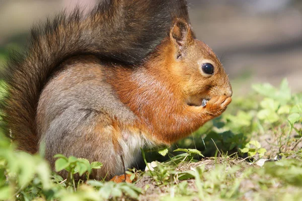 Close up view of red squirrel eats seed on grass — Stock Photo, Image
