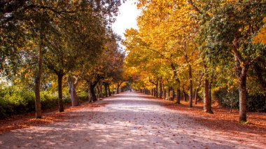 sonbaharda ormanlık yol