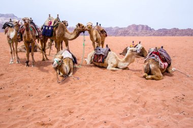 Çöldeki Dromedaries