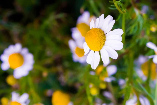 Algunas flores de manzanilla — Foto de Stock