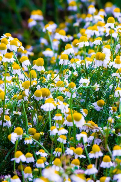 Flores de manzanilla — Foto de Stock