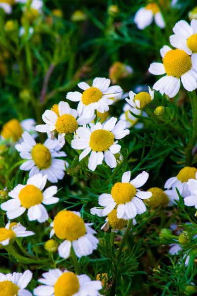 Kamomillblommor Ett Fält Våren — Stockfoto