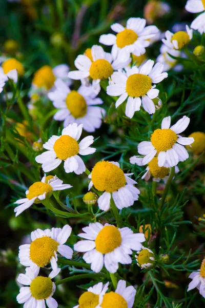 Květy Heřmánku Poli Jaře — Stock fotografie