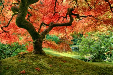 Japon akçaağacı sonbaharda yosun tepeciğinde