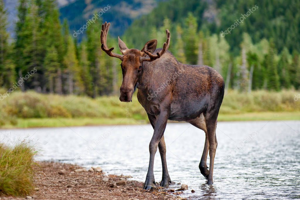 Moose Lake