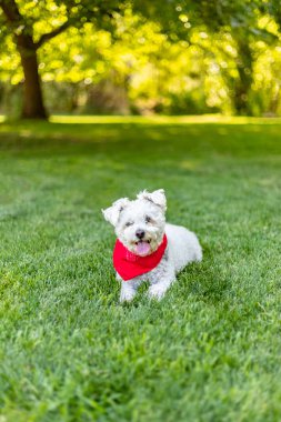 Kırmızı bandanalı küçük şirin beyaz köpek çimlerin üzerinde uzanıyor.