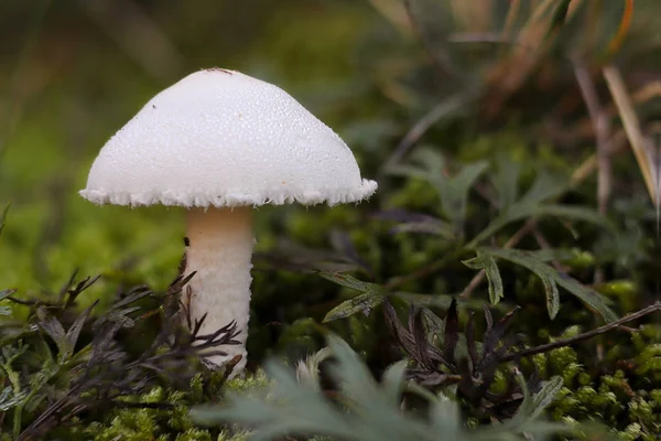 Naturaleza muerta con champiñón blanco en la naturaleza — Foto de Stock