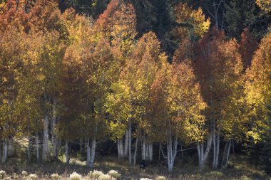 Utah, Dixie Ulusal Ormanı 'na sonbahar renkleri geldi.