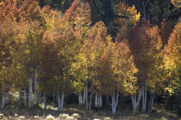 Colores Otoño Han Llegado Dixie National Forest Utah — Foto de Stock