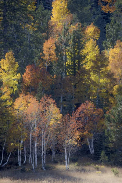 Colores Otoño Han Llegado Dixie National Forest Utah — Foto de Stock