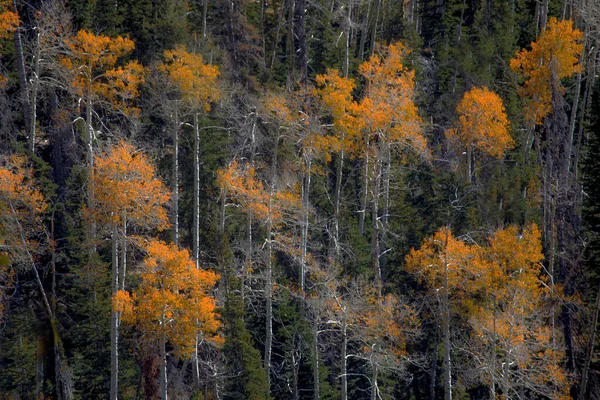 Fall Colors Have Arrived Dixie National Forest Utah — Stock Photo, Image