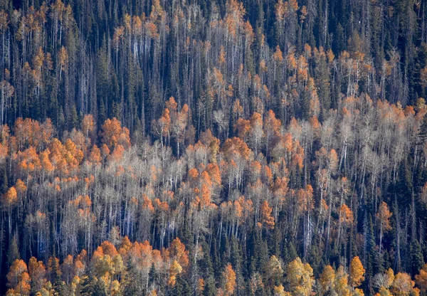 Herbstfarben Sind Dixie National Forest Utah Angekommen — Stockfoto