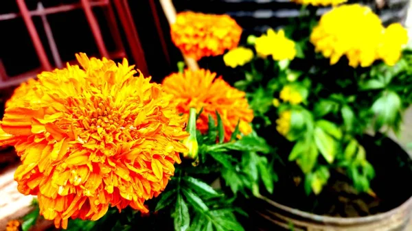 Marigold flower in focus with blur background — Stock Photo, Image