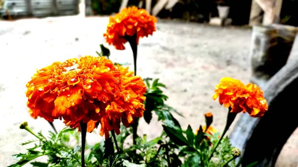 Marigold flower in focus with blur background — Stock Photo, Image