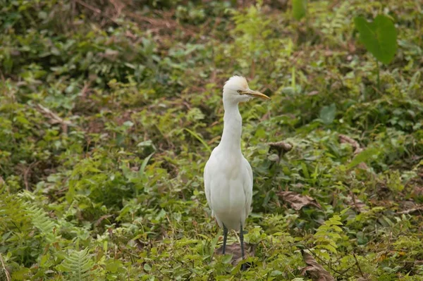 Grúa blanca india — Foto de Stock