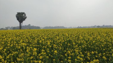 Açık gökyüzü ile tarımsal alanda hardal çiçeği