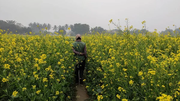 mustard flower in the agricultural field with open sky