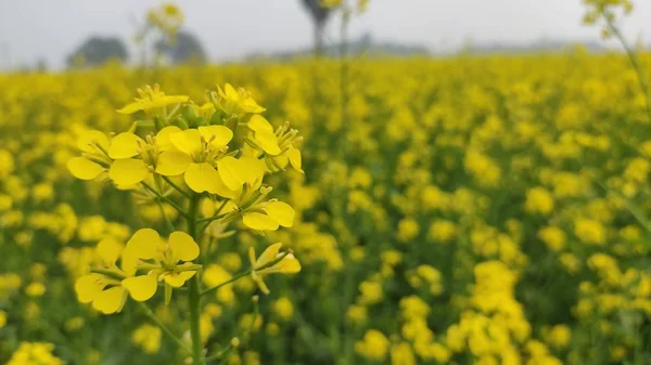 mustard flower in the agricultural field with open sky