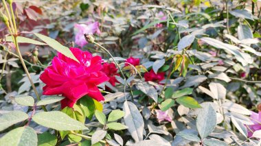 Kırmızı gül ile arka plan bulanıklık