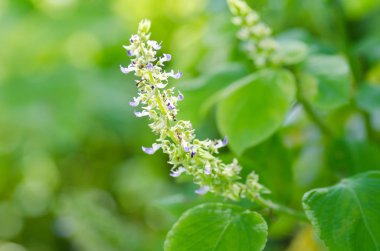 Fesleğen çiçek bitki