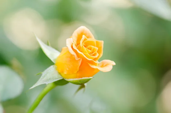 Rosa naranja flor — Foto de Stock